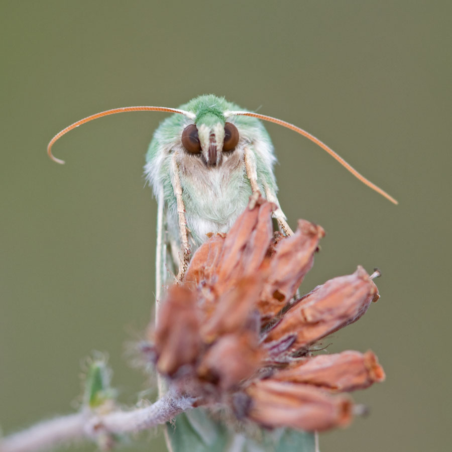Calamia tridens